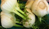 fennel from sicily, Italy